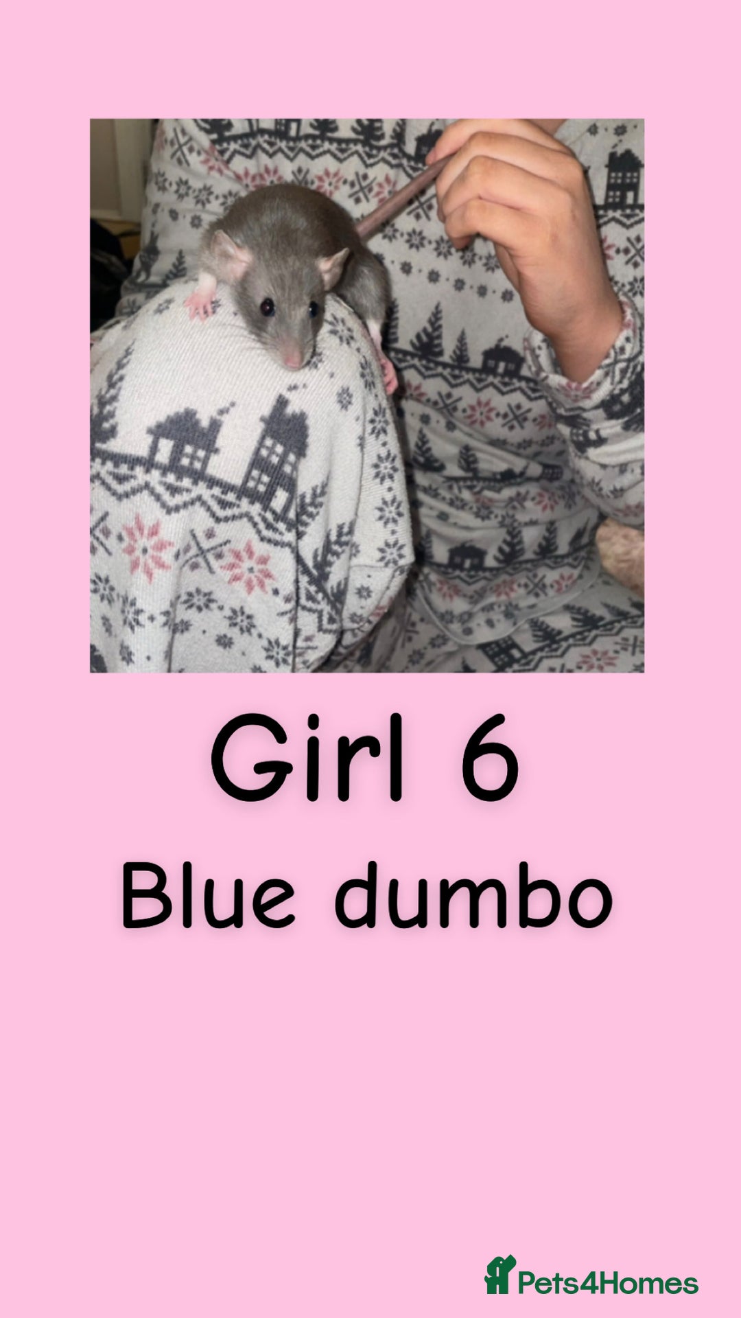 Rat rodents for sale: Beautiful baby rats looking for forever homes! - Advert 6