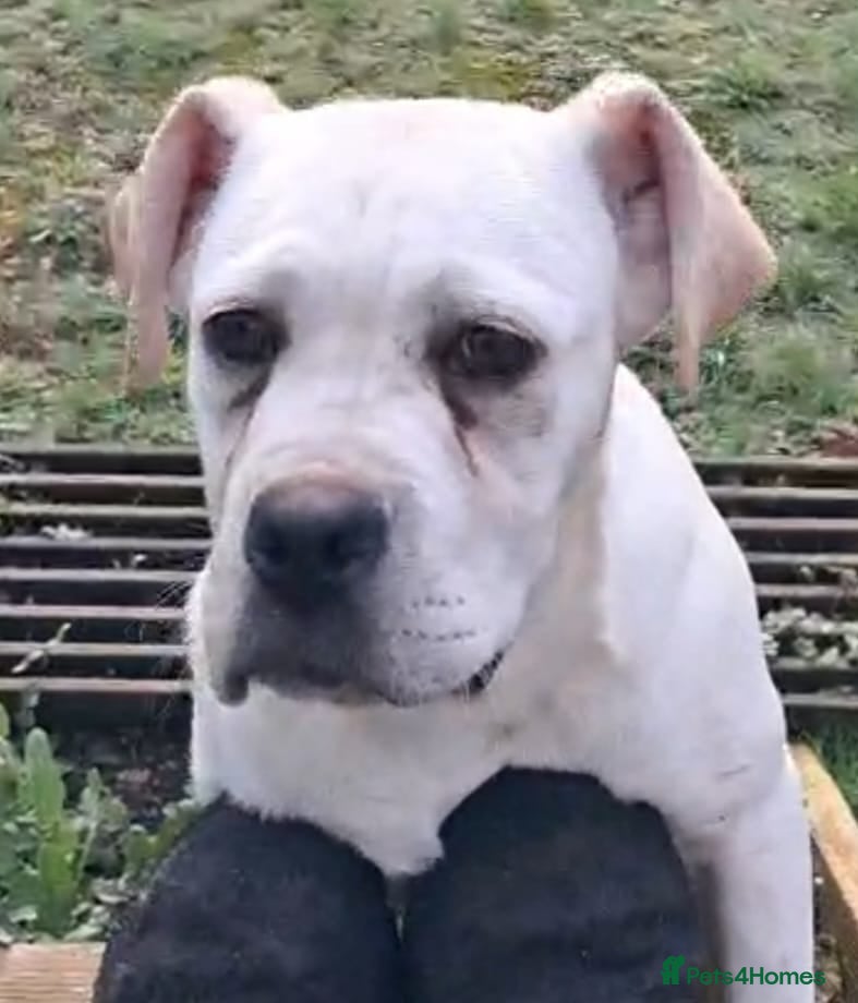 Cane Corso dogs Female Cane Corso pup - Advert 2