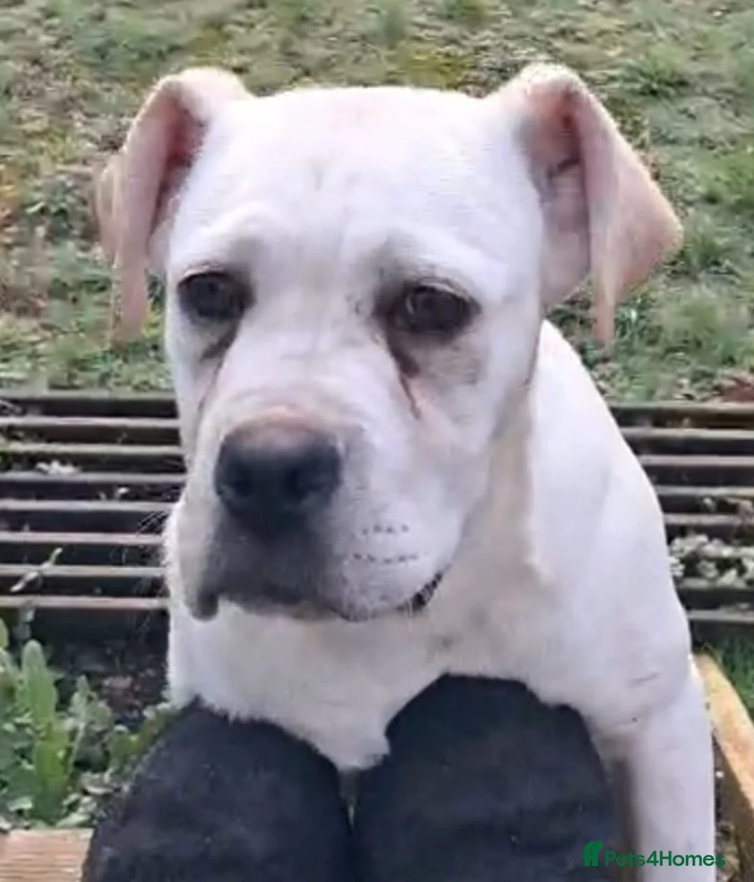 Cane Corso dogs for sale: Female Cane Corso pup - Advert 1