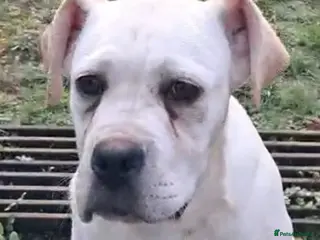 Cane Corso dogs Female Cane Corso pup - Advert 2