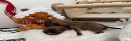 Pomeranian dogs for sale: Russian Pomeranian puppies - Advert 10