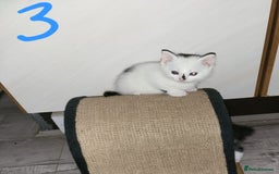 Domestic Shorthair cats for sale: For sale kittens - Image 5