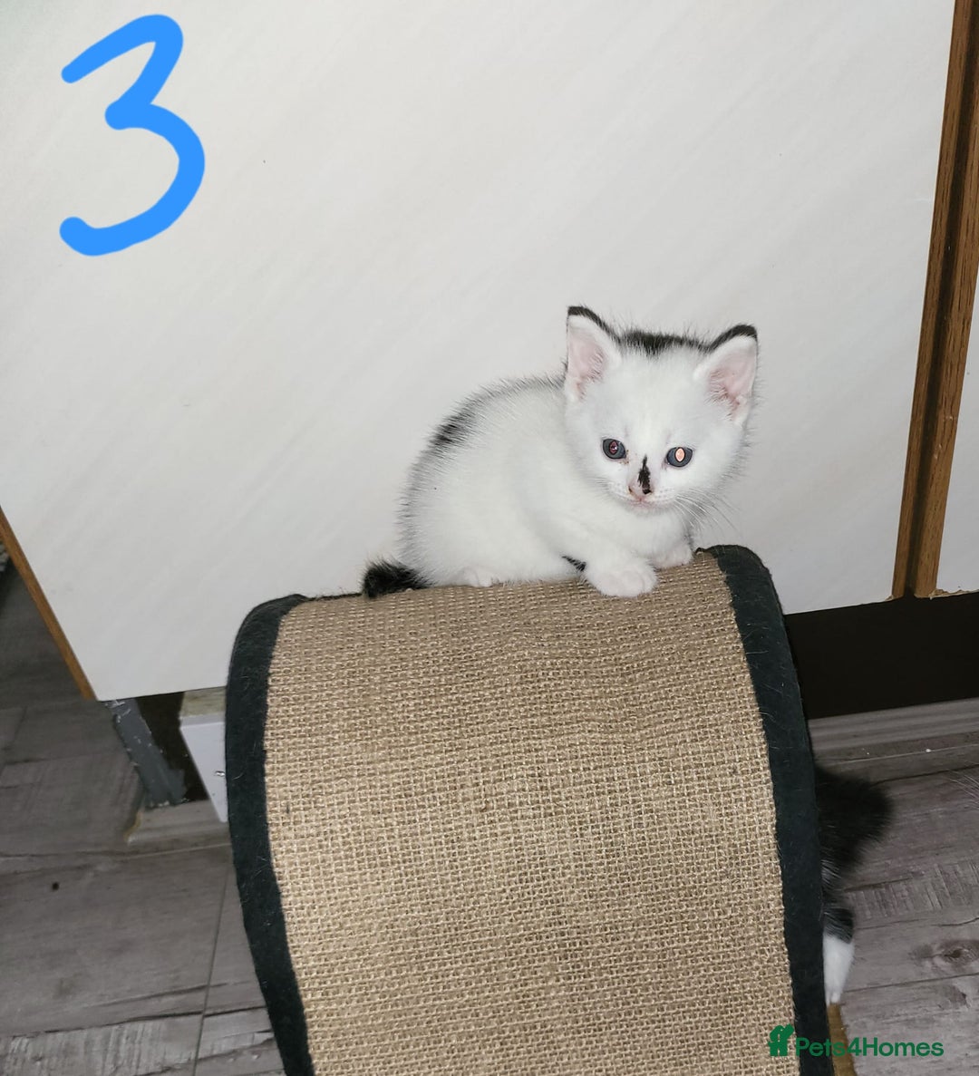 Domestic Shorthair cats for sale: For sale kittens - Image 5