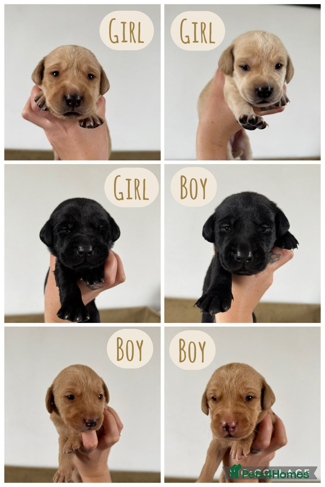 Labrador Retriever dogs for sale: Labrador Puppies For Sale  - Image 2