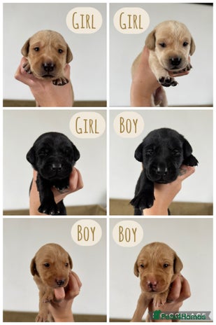 Labrador Retriever dogs - Advert 1