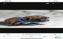 Mixed Breed dogs for sale: 6 Gorgeous Shorkie’s ready 20/12/025 - Advert 14