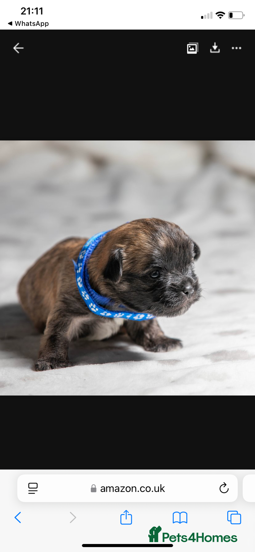 Mixed Breed dogs for sale: 6 Gorgeous Shorkie’s ready 20/12/025 - Advert 14