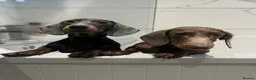 Dachshund dogs for sale: Lovely Pair Dachshunds Looking for a Forever Home in Derby - Advert 8