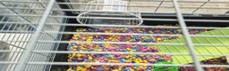 Hamster rodents for sale: Hamster and full set up available  - Advert 6