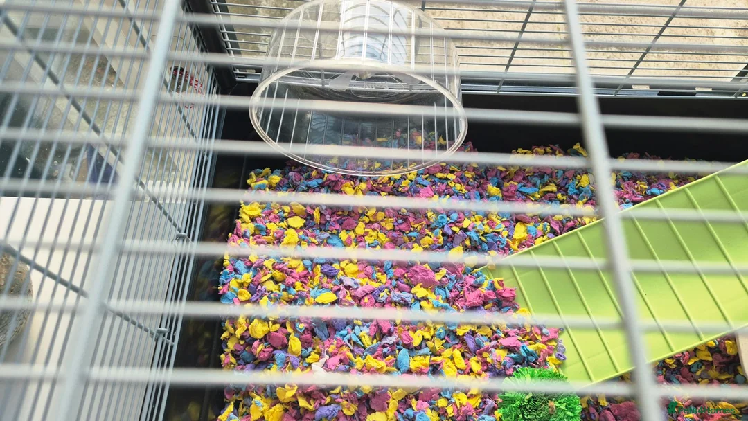 Hamster rodents for sale: Hamster and full set up available  - Advert 6