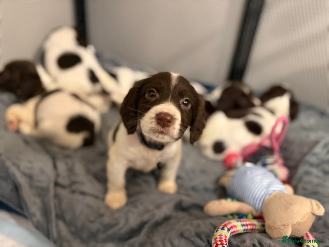 Cocker Spaniel dogs for sale: Cocker spaniel puppies ready for forever home - Advert 23