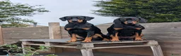 Mixed Breed dogs for sale: Pure breed Lithuanian hounds 2 puppies left - Advert 7