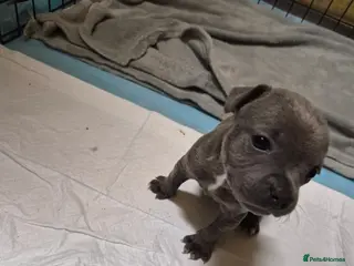 Staffordshire Bull Terrier dogs A Stunning Blue & White KC Reg Staffy Puppies - Advert 4