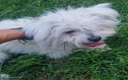 Bichon Frise dogs for adoption: KETHO - a superb, little boy, for a Loving Home - Image 4