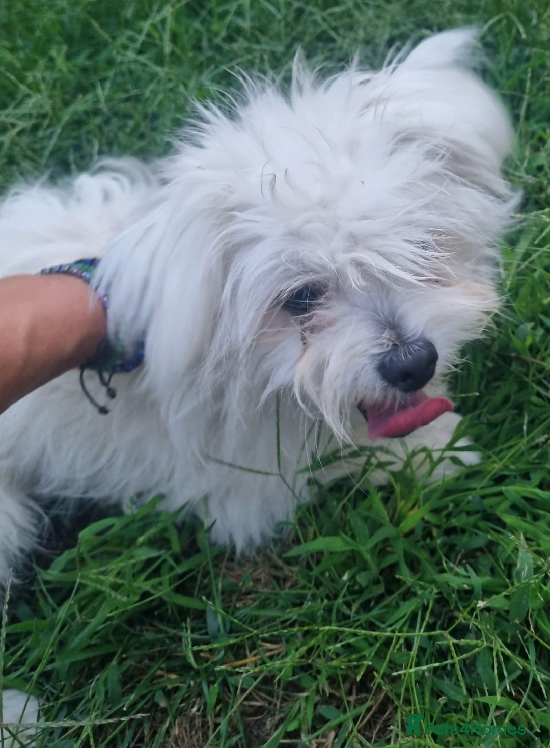 Bichon Frise dogs for adoption: KETHO - a superb, little boy, for a Loving Home - Image 4
