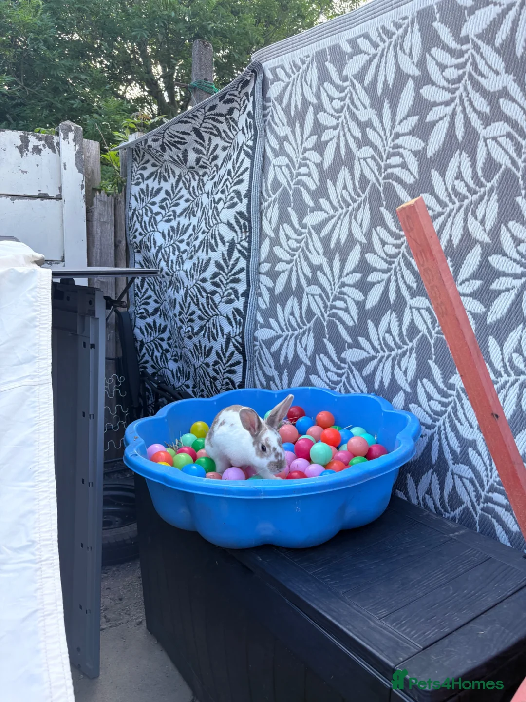 Mixed Breed rabbits for sale: Urgent rehoming 7 month female rabbit  - Advert 2