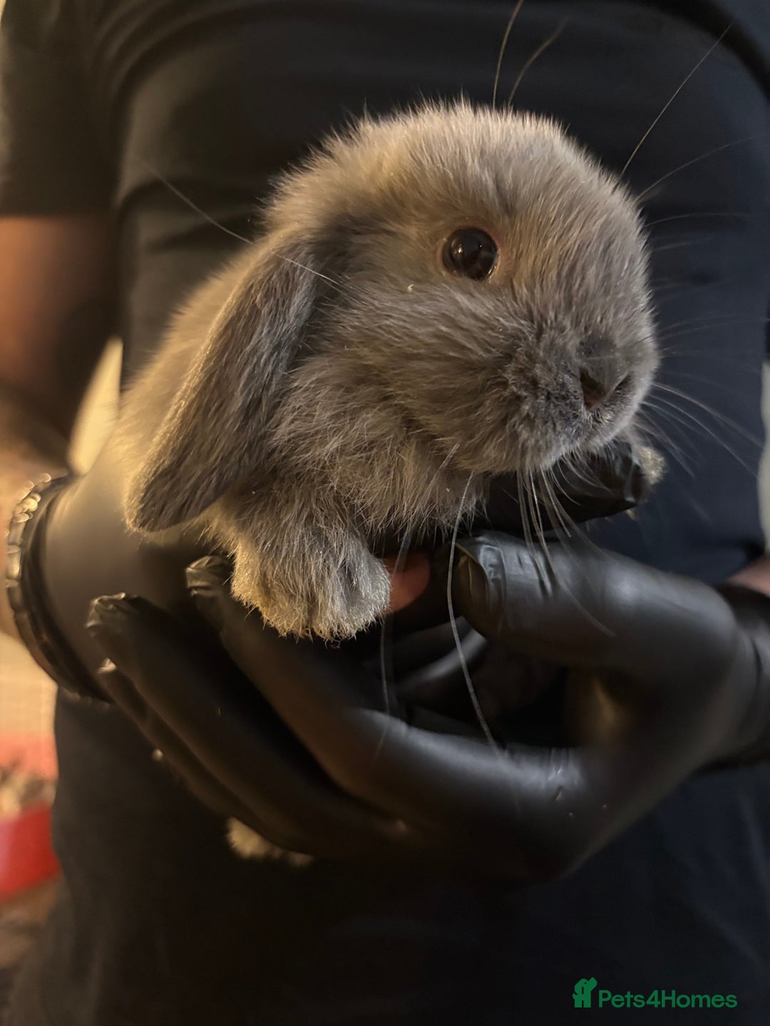 Mini Lop rabbits for sale: 🐰 Adorable full breed Lop Bunnies - Advert 2