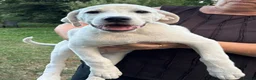 Mixed Breed dogs for adoption: 🤍 PAUL – Big Paws, Big Smile, Even Bigger Heart❤️ - Advert 11