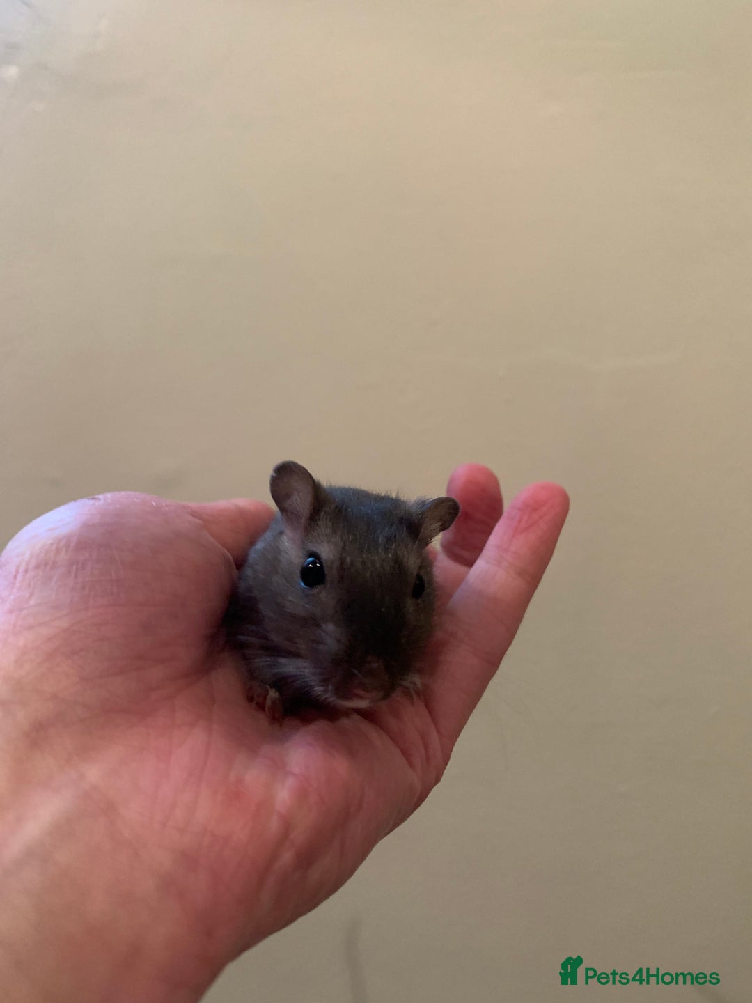 Gerbil rodents for sale: extremely friendly female gerbils - Advert 7