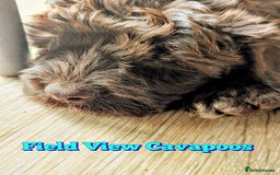 Cavapoo dogs for sale: F1 Extensively Health Tested Cavapoos  - Image 11