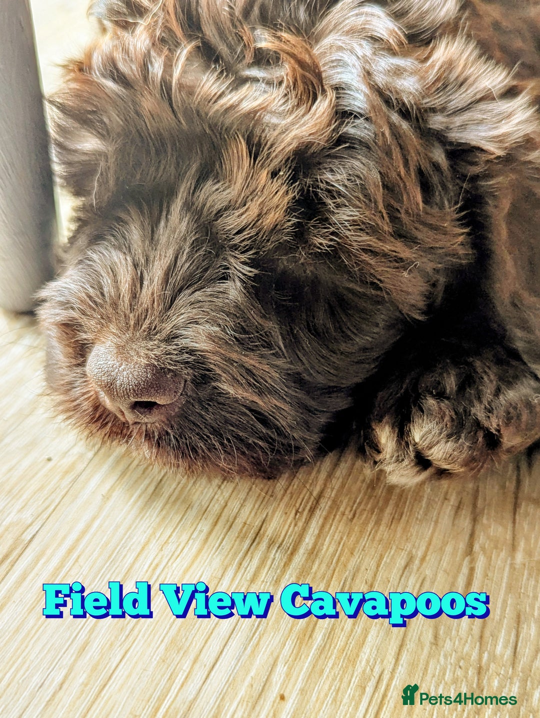 Cavapoo dogs for sale: F1 Extensively Health Tested Cavapoos  - Image 11