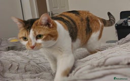 Domestic Shorthair cats for sale: Stunning Caliby cat - Super friendly - Image 5