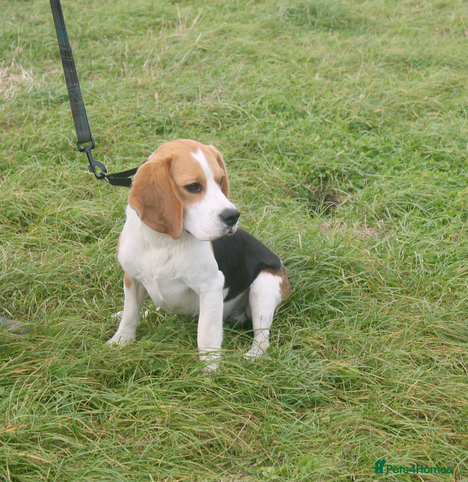 Beagle dogs kennel club reg 18 month old boy  - Advert 9