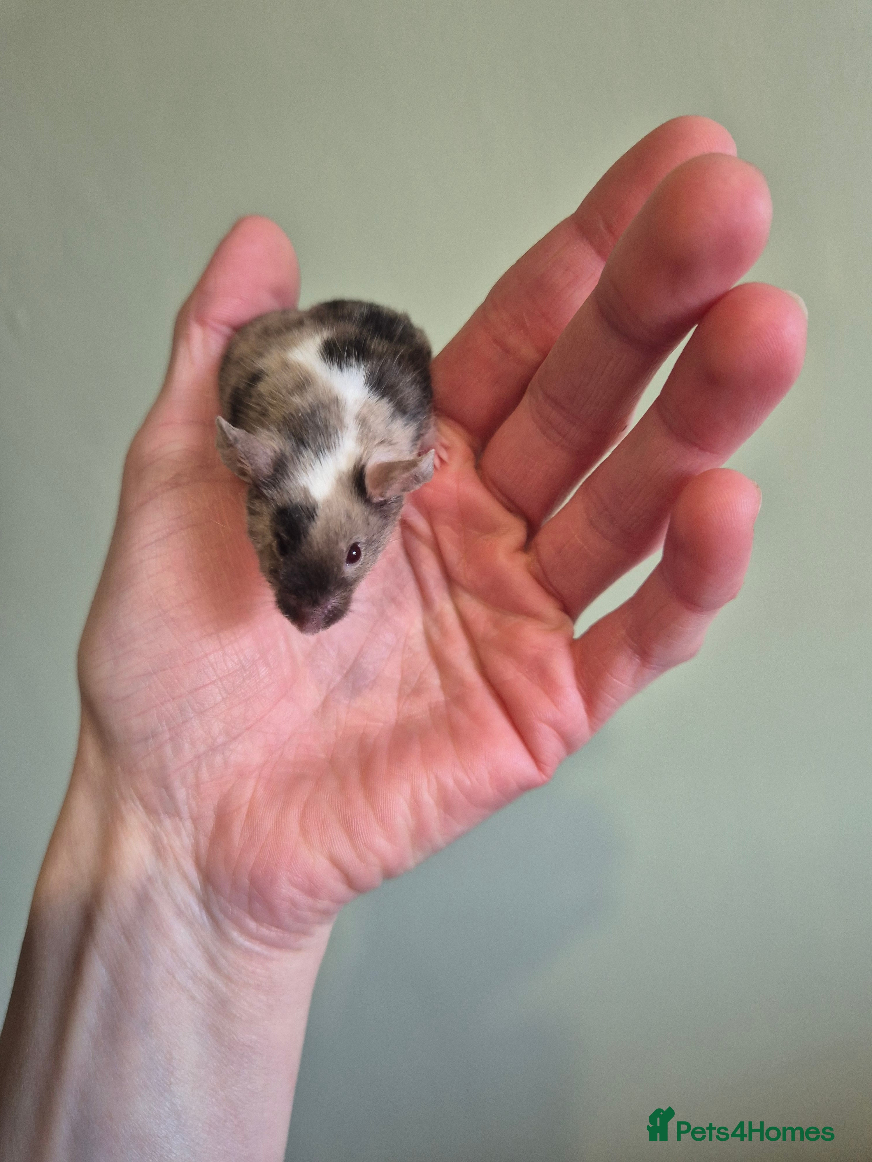 Mouse rodents Fancy mice looking for homes - Advert 3