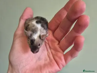 Mouse rodents Fancy mice looking for homes - Advert 3