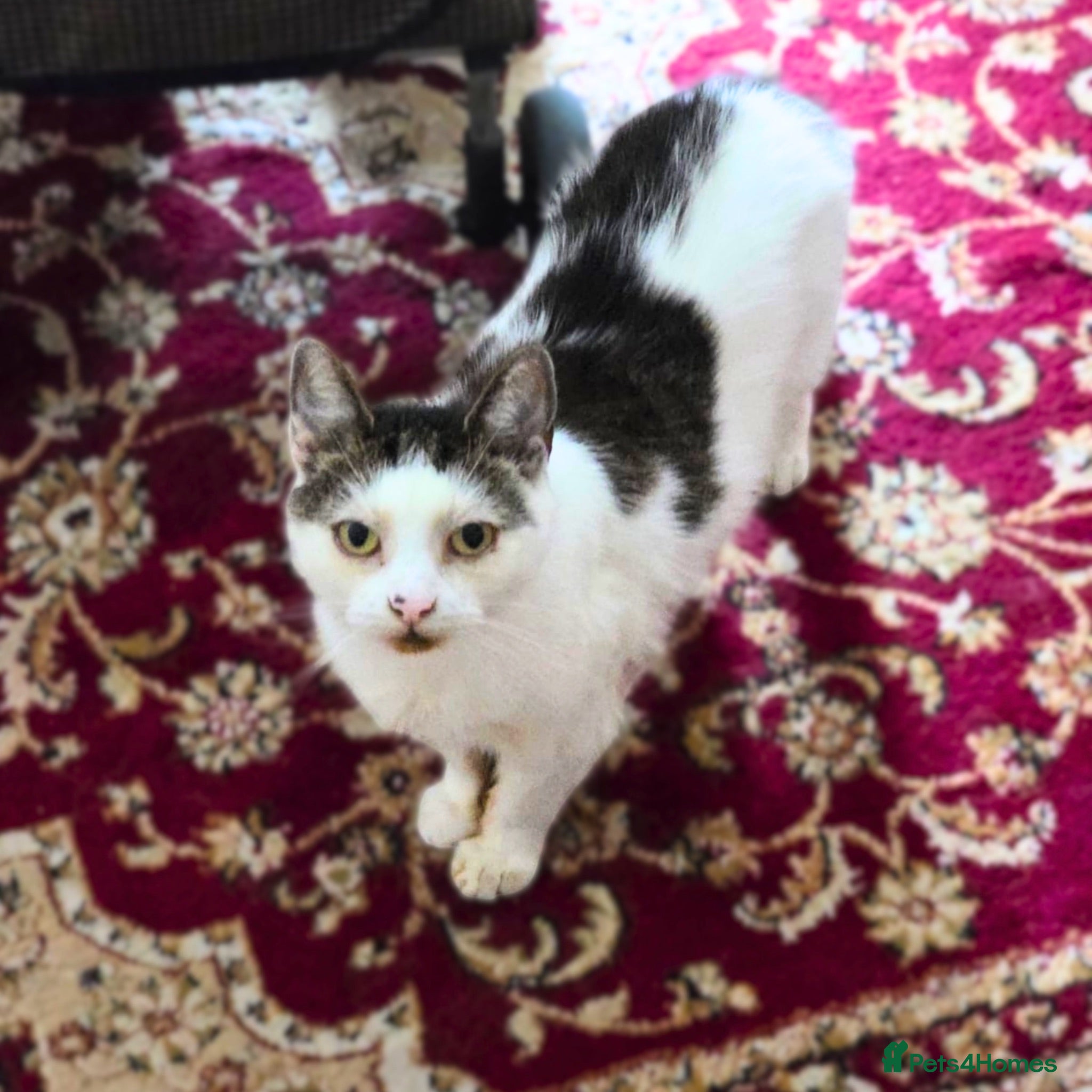 Mixed Breed cats Cuddly Puzzle Enthusiast - Advert 1