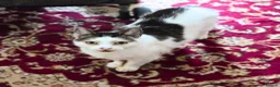 Mixed Breed cats for adoption: Cuddly Puzzle Enthusiast - Advert 1