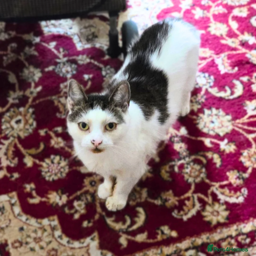 Mixed Breed cats for adoption: Cuddly Puzzle Enthusiast - Advert 1