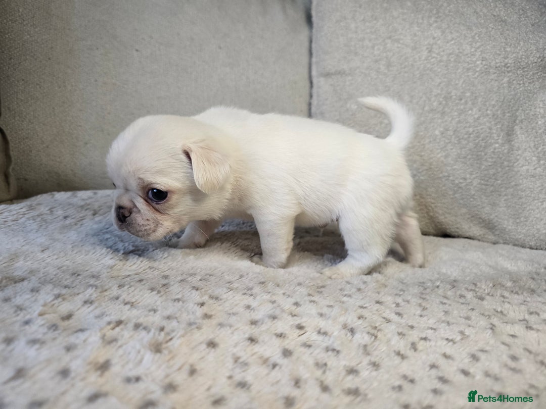 Pug dogs for sale: Beautiful Pug Puppies  - Advert 24