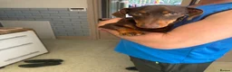 Miniature Dachshund dogs for sale: Miniature dachshund puppy in Sheffield - Advert 5
