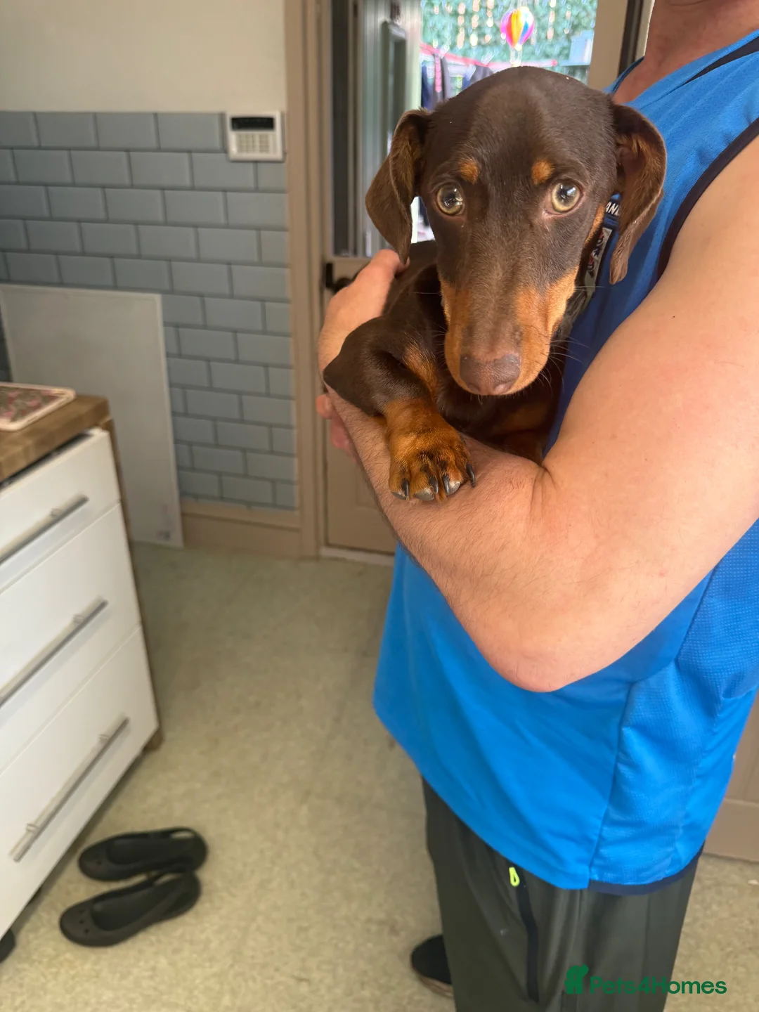 Miniature Dachshund dogs for sale: Miniature dachshund puppy in Sheffield - Advert 5