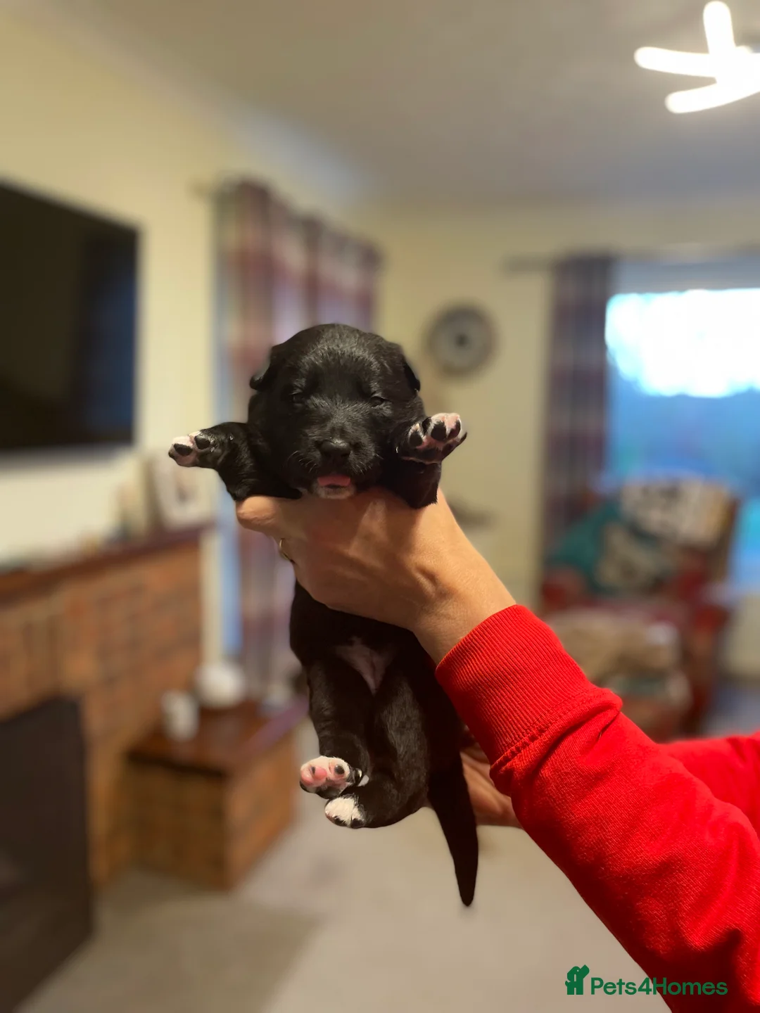 Mixed Breed dogs for sale: border collie x German shepherd \ Belgian puppys - Advert 5