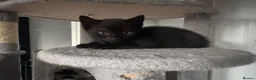 Domestic Shorthair cats for sale: 5 kittens available for their forever home 🩷💙 - Advert 23