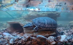 Turtle reptiles for sale: Musk Turtles  - Image 2