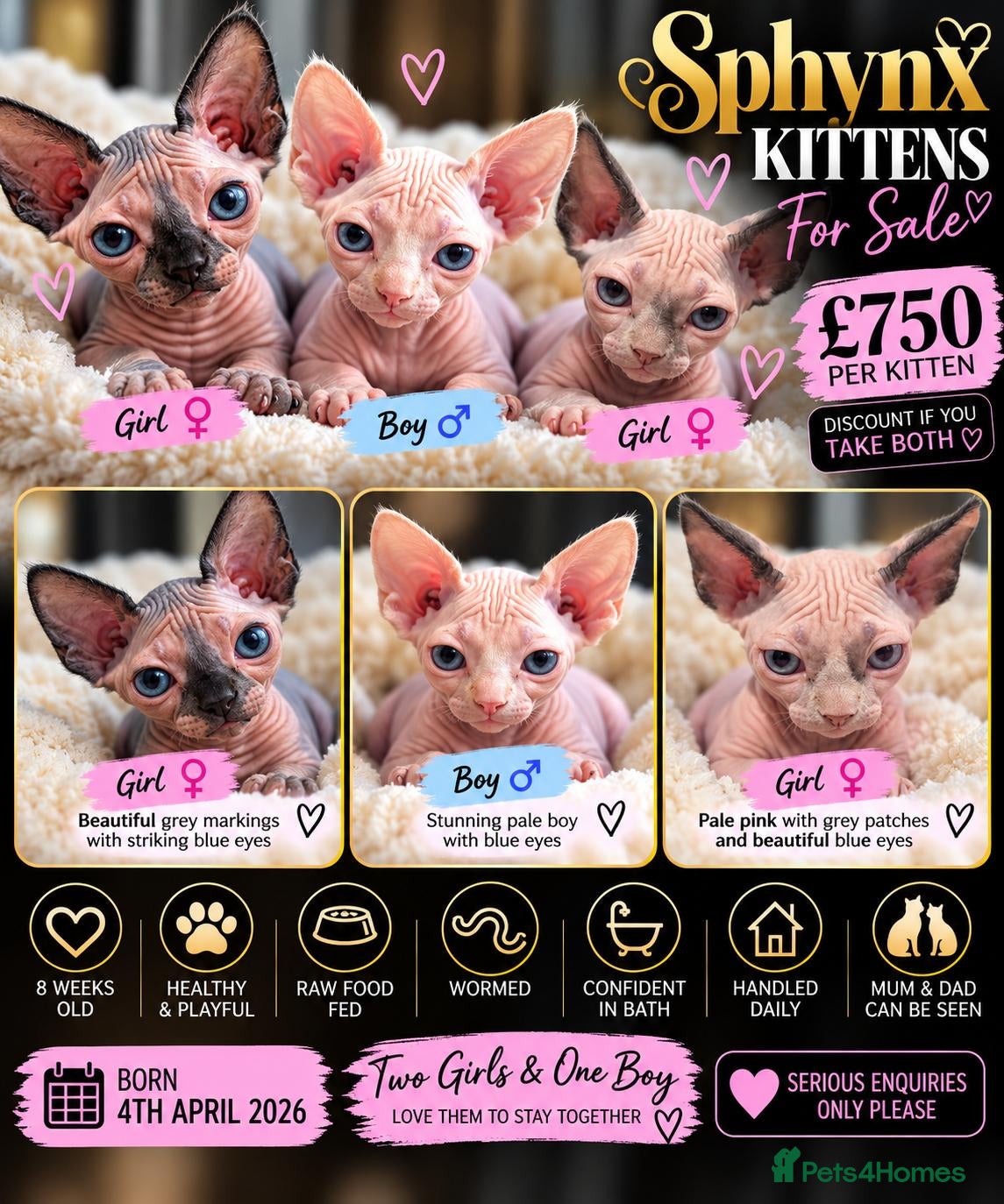 Sphynx cats for sale: 3 x sphynx kittens for sale - Advert 1