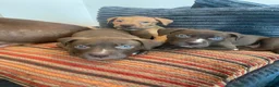 American Bull Staffy dogs for sale: 100% American Bull Staff Puppies for Sale - Advert 18