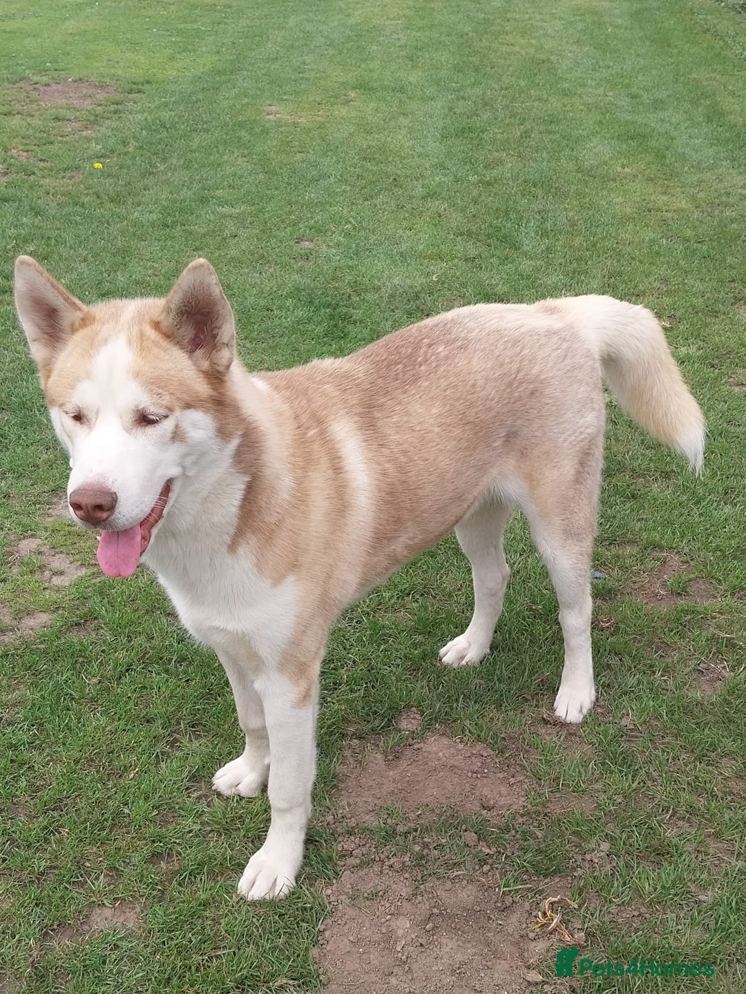 Siberian Husky dogs for sale: Boy red siberian Husky  - Image 1