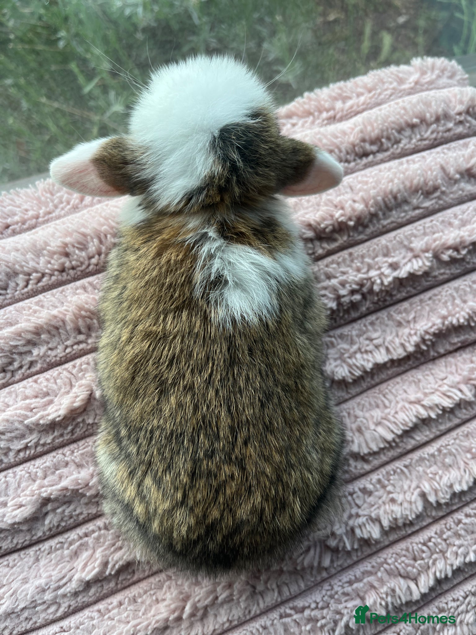 Mini Lop rabbits for sale: Male mini lop kits RTL 16th June - Advert 7