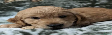 Cockerdor 2