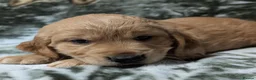 Cockerdor dogs for sale: Stunning Golden Cockerdor puppies  - Advert 18