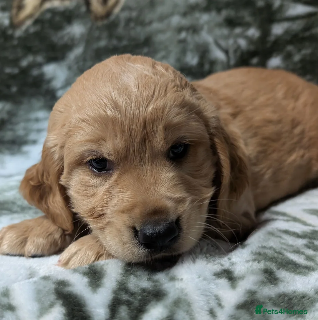 Cockerdor dogs for sale: Stunning Golden Cockerdor puppies  - Advert 18
