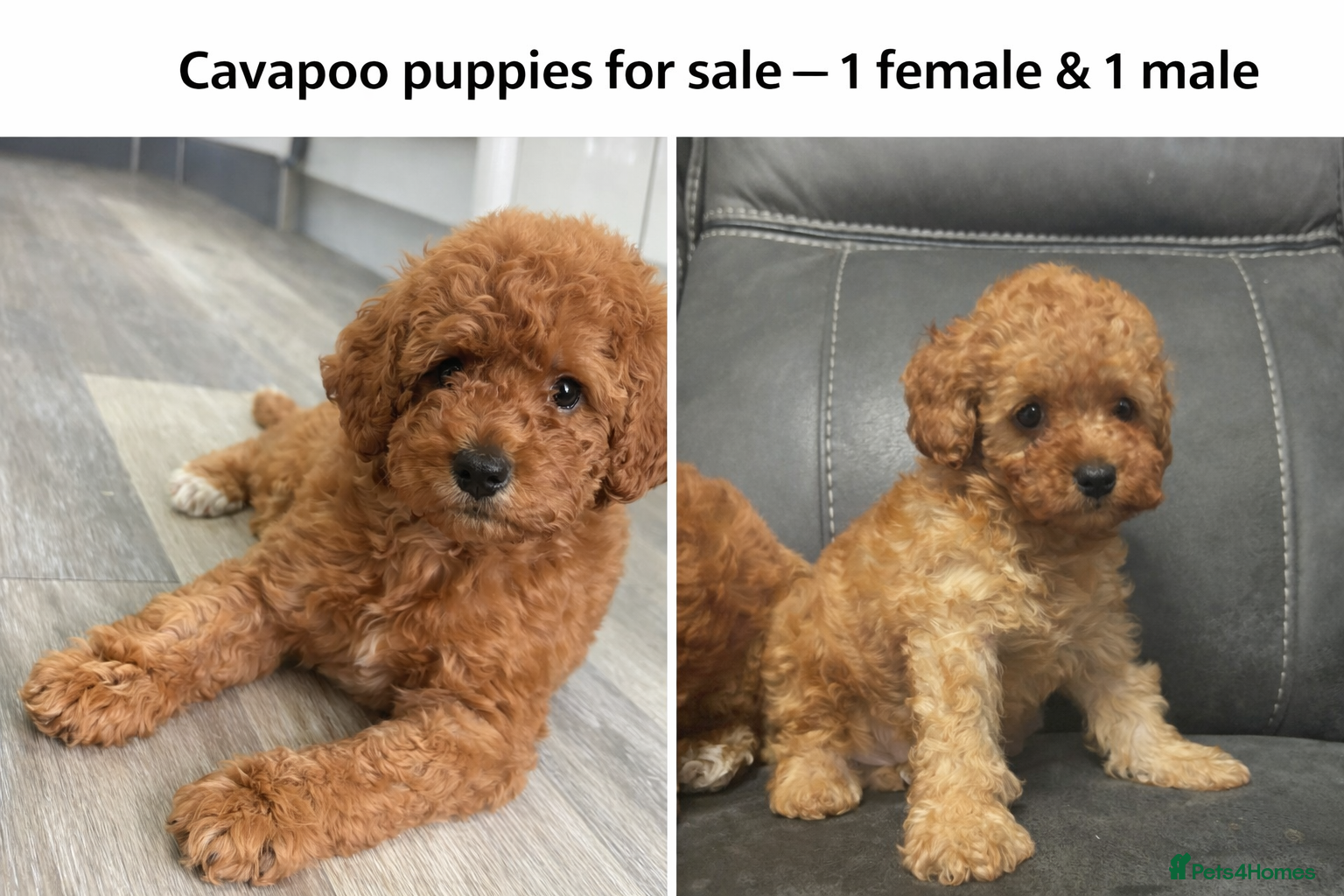 Cavapoo dogs Cavapoo Puppies **Ready for their forever homes** - Advert 13