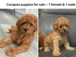 Cavapoo dogs Cavapoo Puppies **Ready for their forever homes** - Advert 13