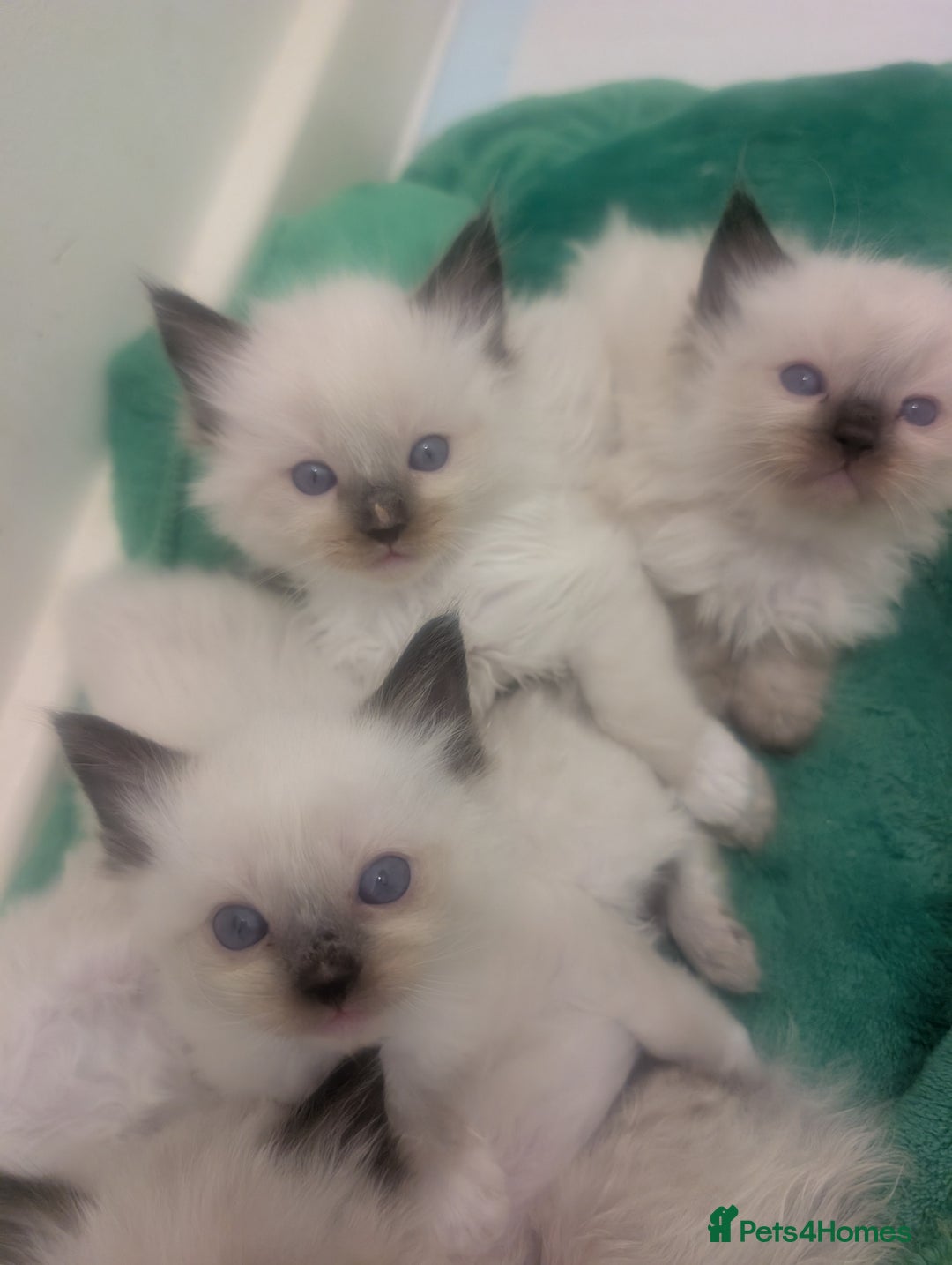 Ragdoll cats for sale: Absolutely gorgeous ragdoll kittens - Advert 2