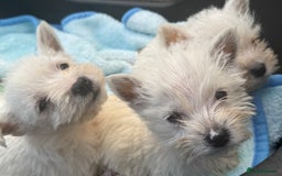 West Highland Terrier dogs for sale: West highland terrier  - Image 5