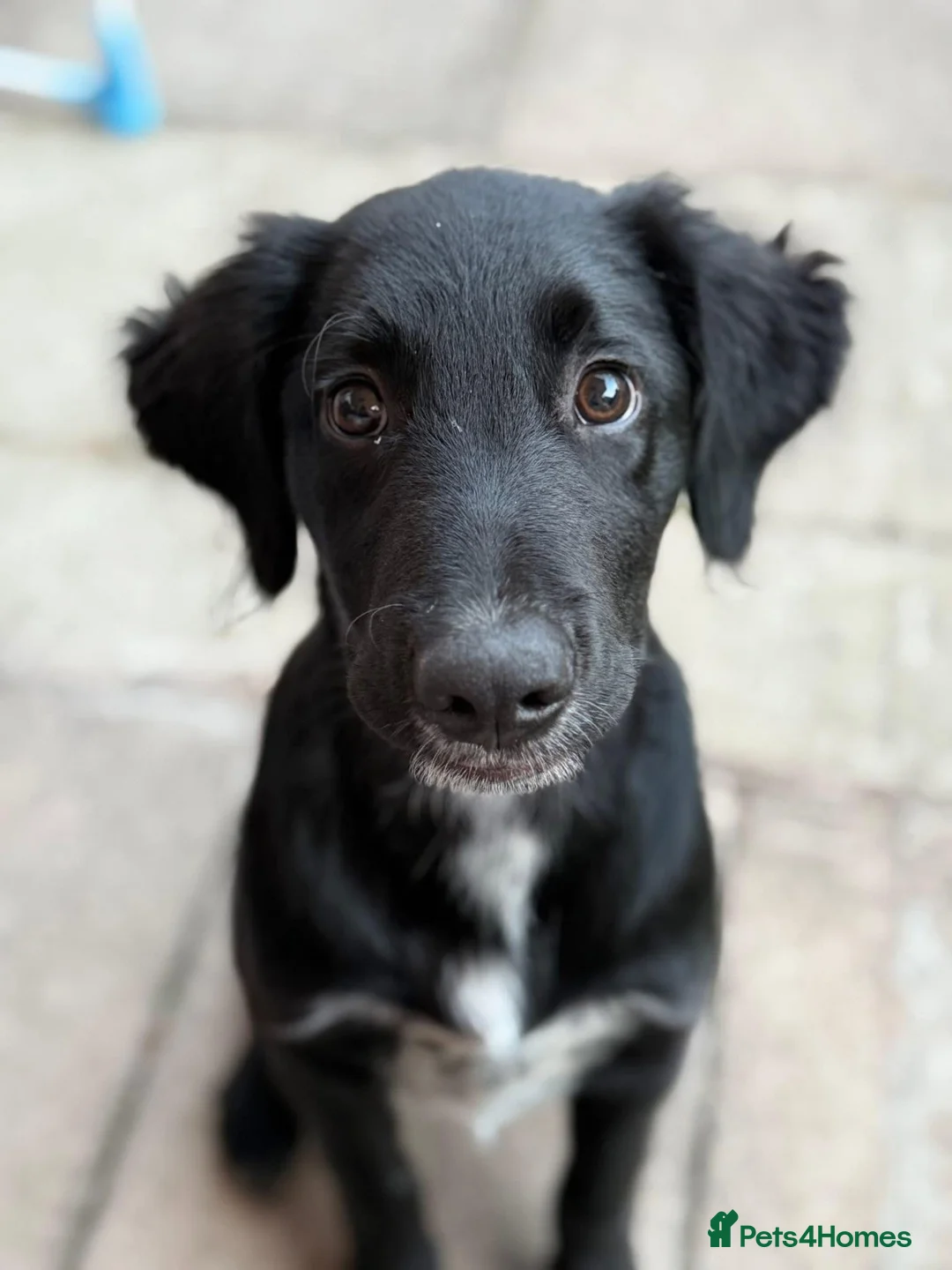 Borador dogs for sale: Male 18 month old Borador in Kenilworth - Advert 6